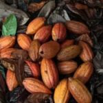 Amul chocolates may get costlier as rising cocoa prices bite