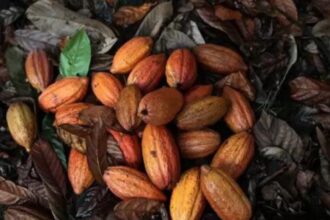 Amul chocolates may get costlier as rising cocoa prices bite