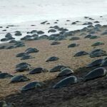 Erosion pushes turtle nests 14 km in Odisha | India News