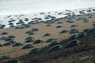 Erosion pushes turtle nests 14 km in Odisha | India News