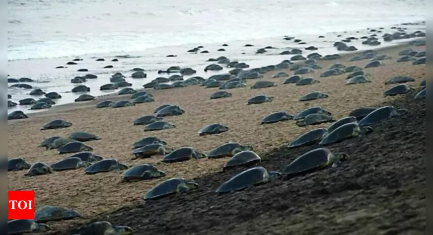 Erosion pushes turtle nests 14 km in Odisha | India News