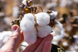 ICE cotton experiences free fall, marks 5th consecutive week of losses