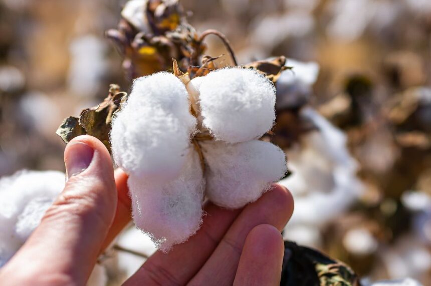 ICE cotton experiences free fall, marks 5th consecutive week of losses