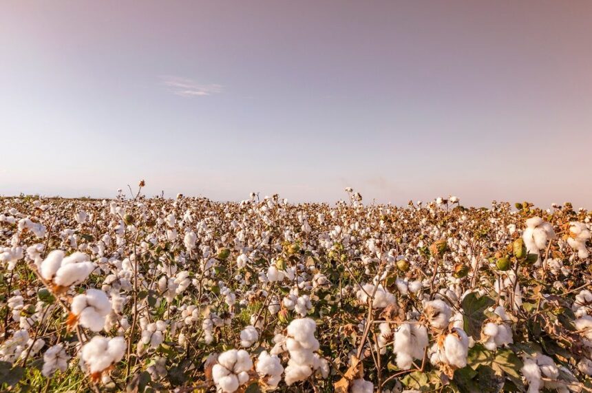 ICE cotton slides, weak dollar fails to support sentiments