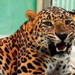 Leopard barges into house in Delhi`s Roop Nagar, 5 injured