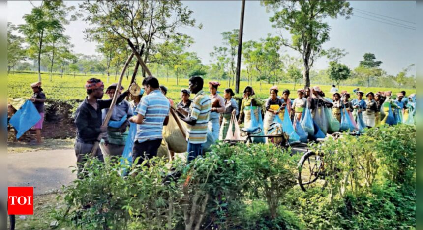 No easy pickings in Bengal’s tea junction | India News