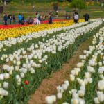 Srinagar Tulip Garden to be shut for public from today evening | India News