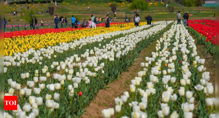 Srinagar Tulip Garden to be shut for public from today evening | India News