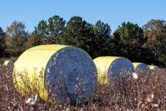 US cotton exports jump 79% week-on-week: USDA