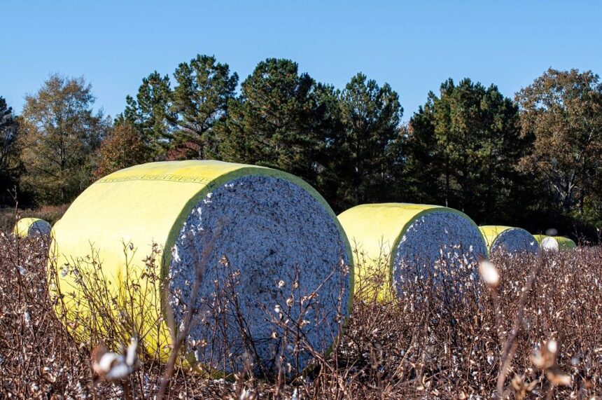 US cotton exports jump 79% week-on-week: USDA