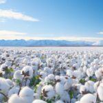 USDA weekly report: US cotton export sales down