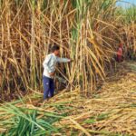 Will ‘imported’ sugar barons sweeten BJP’s Maharashtra tally?