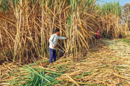 Will ‘imported’ sugar barons sweeten BJP’s Maharashtra tally?