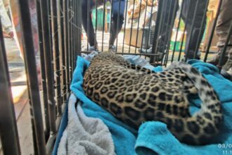 Young Leopard rescued after being hit by vehicle near Turahalli Forest Reserve | India News