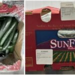 Company recalls cucumbers due to salmonella risk in multiple US states and Canadian provinces