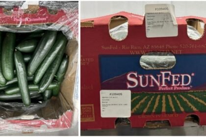 Company recalls cucumbers due to salmonella risk in multiple US states and Canadian provinces