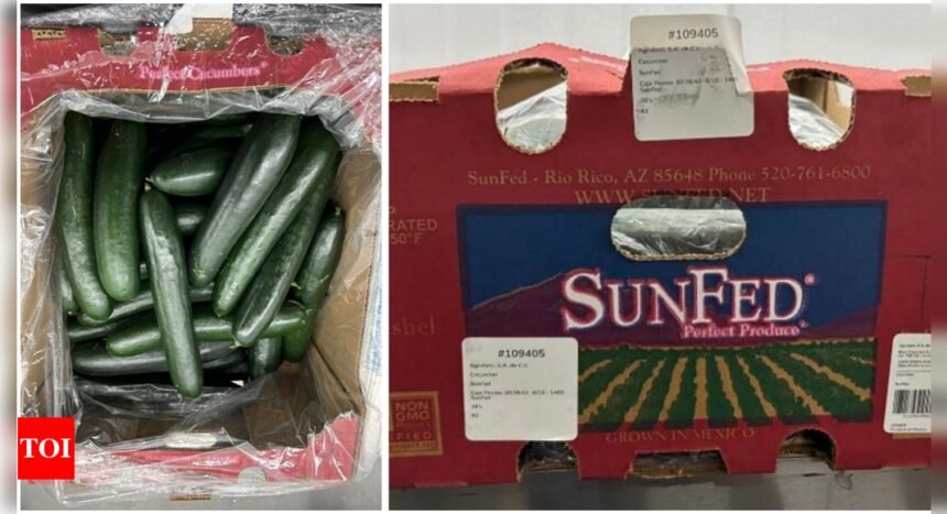 Company recalls cucumbers due to salmonella risk in multiple US states and Canadian provinces