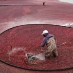 Massachusetts farmers anticipate record cranberry harvest despite climate challenges