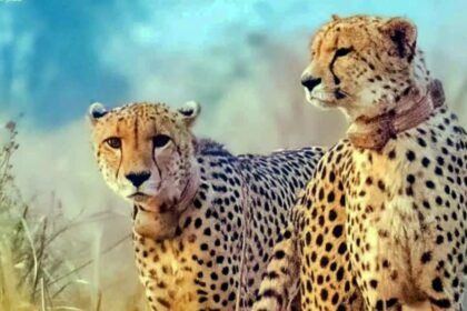 Two cubs born just two days ago to cheetah Neerva found dead at Kuno National Park | India News