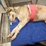 Dog shot with air gun in Mumbai, battles for life | Mumbai News