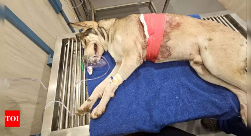 Dog shot with air gun in Mumbai, battles for life | Mumbai News