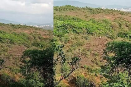 Greens flag concern: 1,406 trees to be felled for Metro Line 9 car shed in Mumbai's Mira Bhayander | Mumbai News