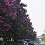 Hacking of betel nut trees in Mumbai: No FIR yet | Mumbai News
