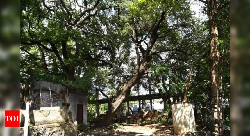Mumbai's Five Gardens to Enhance Accessibility for People with Disabilities | Mumbai News