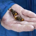 No more 'Murder Hornets': US successfully wiped out invasive killers - 10 points