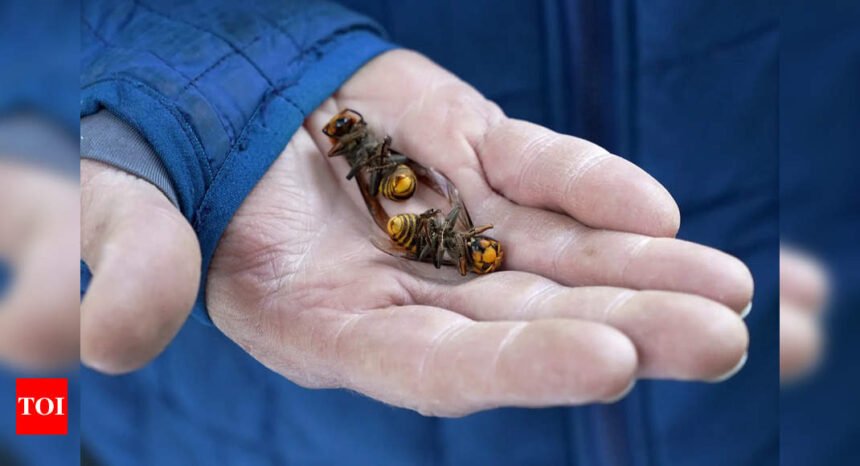 No more 'Murder Hornets': US successfully wiped out invasive killers - 10 points