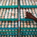 Oman stops eggs import, hits Tamil Nadu poultry industry | India News