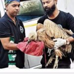 Rare Eurasian Griffon vulture rescued from Mumbai locality | Mumbai News