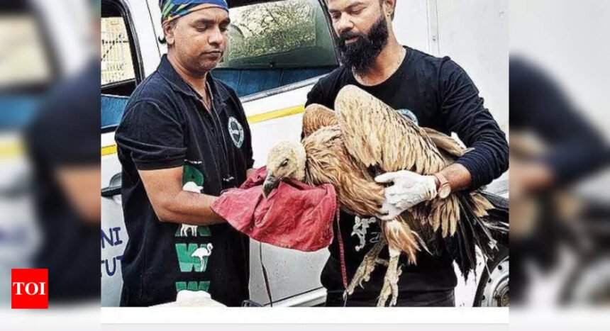 Rare Eurasian Griffon vulture rescued from Mumbai locality | Mumbai News