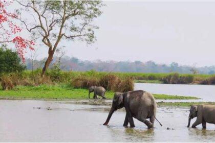 Researchers to study DNA from dung to save Laos elephants