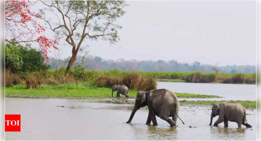 Researchers to study DNA from dung to save Laos elephants