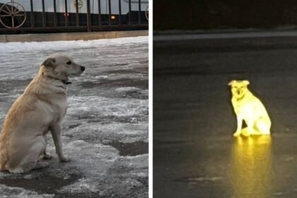 'Russian Hachikō': Dog waits four days on ice for owner who drowned at the spot