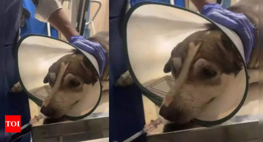 Stray dog shot with airgun for late-night barks in Mumbai's Oshiwara | Mumbai News