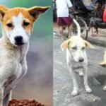 Tax fears stop WB pet owners from opening up during livestock census | India News