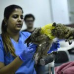 700 birds injured in two days of kite festival | Mumbai News