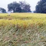 Agri minister says irregularities of 2-5% in all govt schemes, faces flak