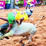 Bull tamer gored to death, 75 hurt at Avaniyapuram jallikattu | India News