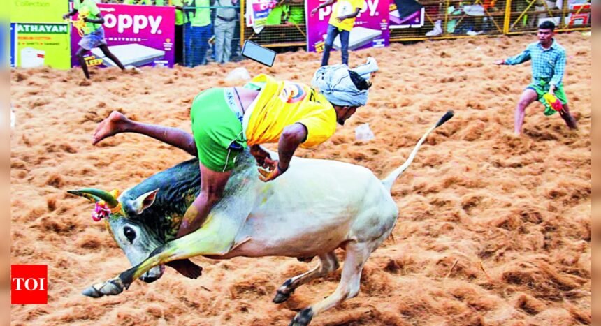 Bull tamer gored to death, 75 hurt at Avaniyapuram jallikattu | India News