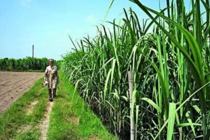 Cash-strapped Maharashtra govt backs Rs 1,104 crore loans to sugar cooperatives linked to Mahayuti netas | Mumbai News