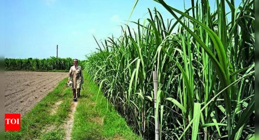 Cash-strapped Maharashtra govt backs Rs 1,104 crore loans to sugar cooperatives linked to Mahayuti netas | Mumbai News