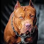 Centre: Not enforcing ban on 'ferocious' dog breeds, sought public input amid legal challenges | Mumbai News