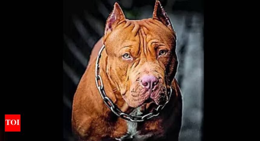 Centre: Not enforcing ban on 'ferocious' dog breeds, sought public input amid legal challenges | Mumbai News