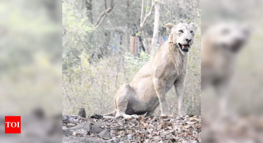 Donate Asiatic lions, nothing in exchange to offer: Zoo tells Guj | Mumbai News