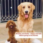 FIR after abuse at kennel; One dog blinded, another hurt | Mumbai News