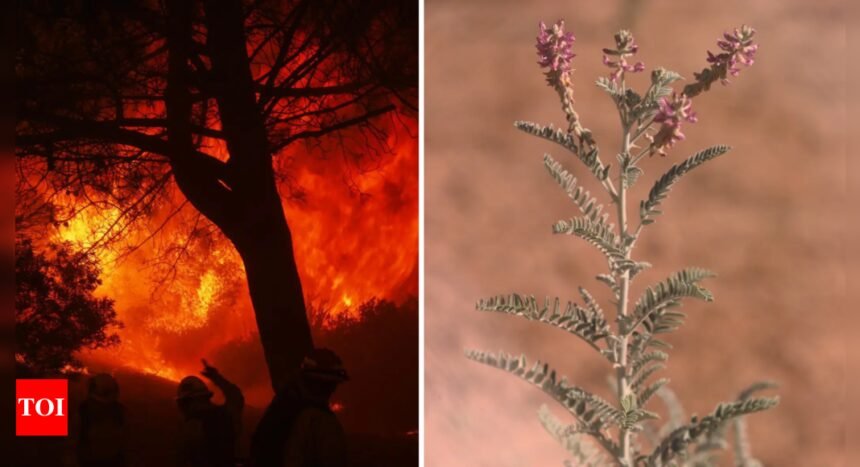 Fire safety vs conservation: How one endangered plant stopped a major wildfire prevention project in California?