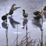 Firefighters pluck duck from icy pond in Germany's Lower Saxony | World News